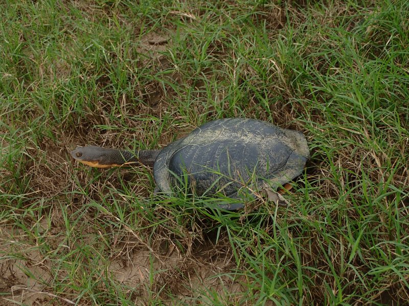 Eastern Long Neck Turtle