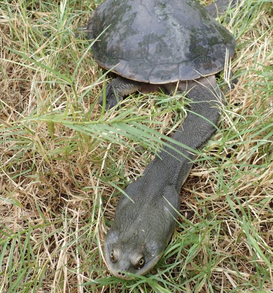 Broad Shelled Turtle