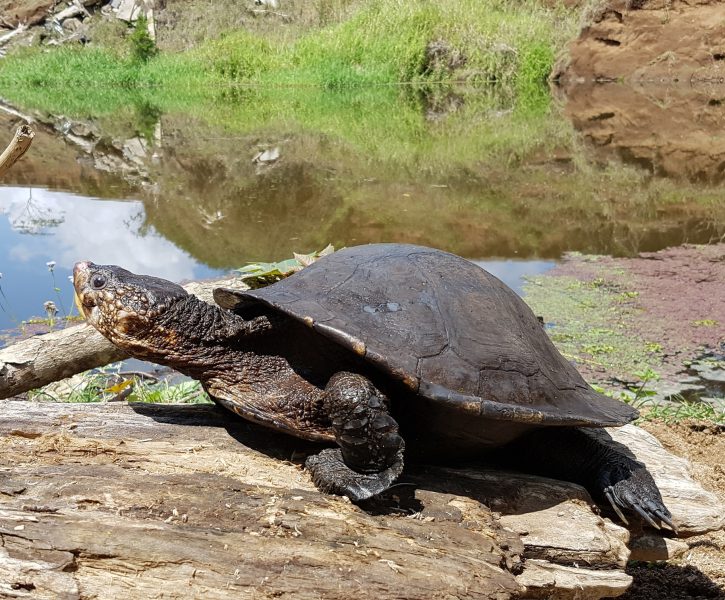 White Throated Snapping Turtle