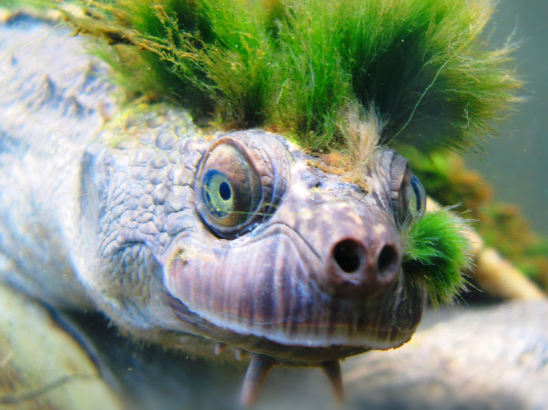 Introducing the Mary River Turtle | Mary River Turtle